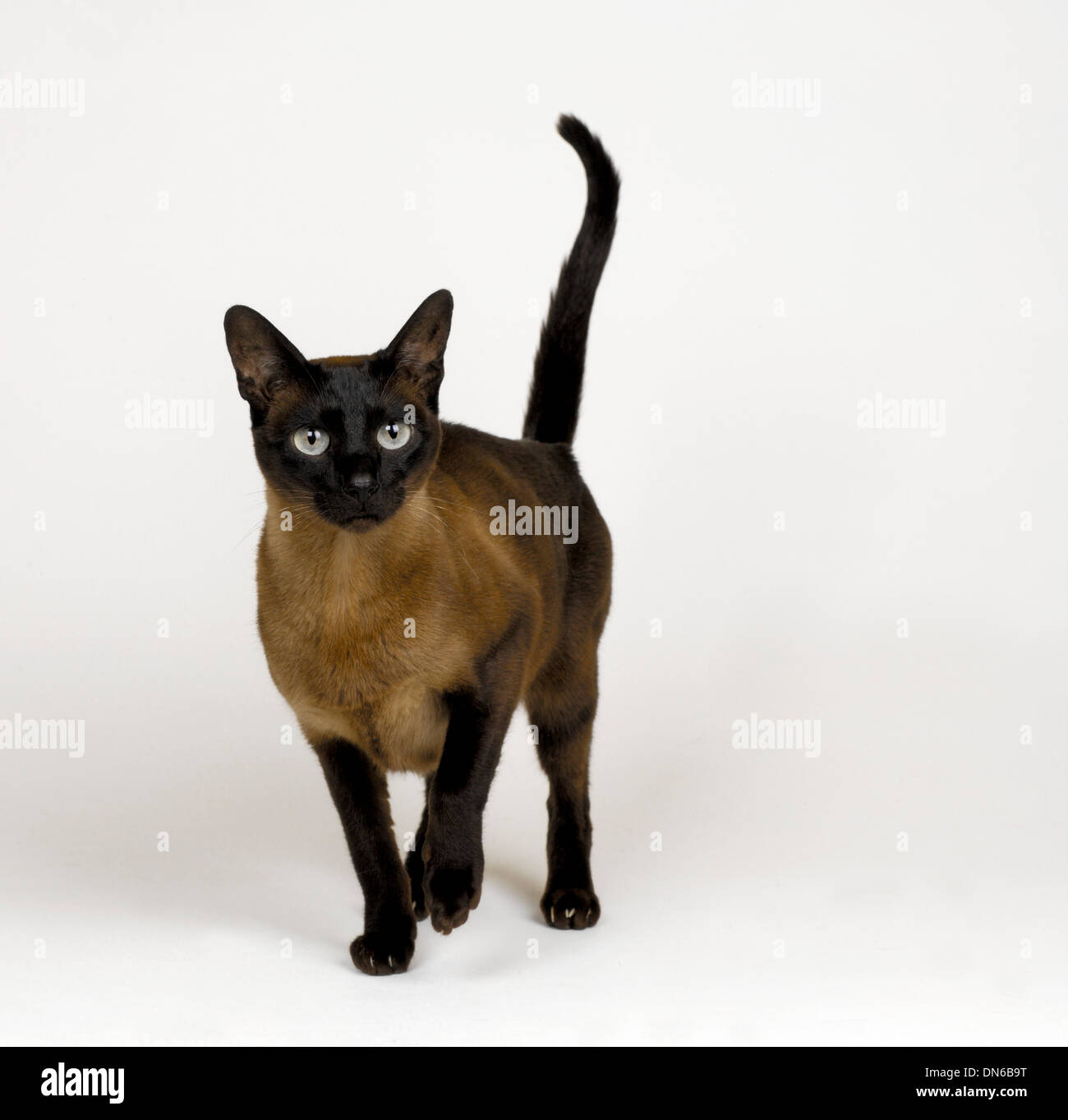 black tonkinese cat