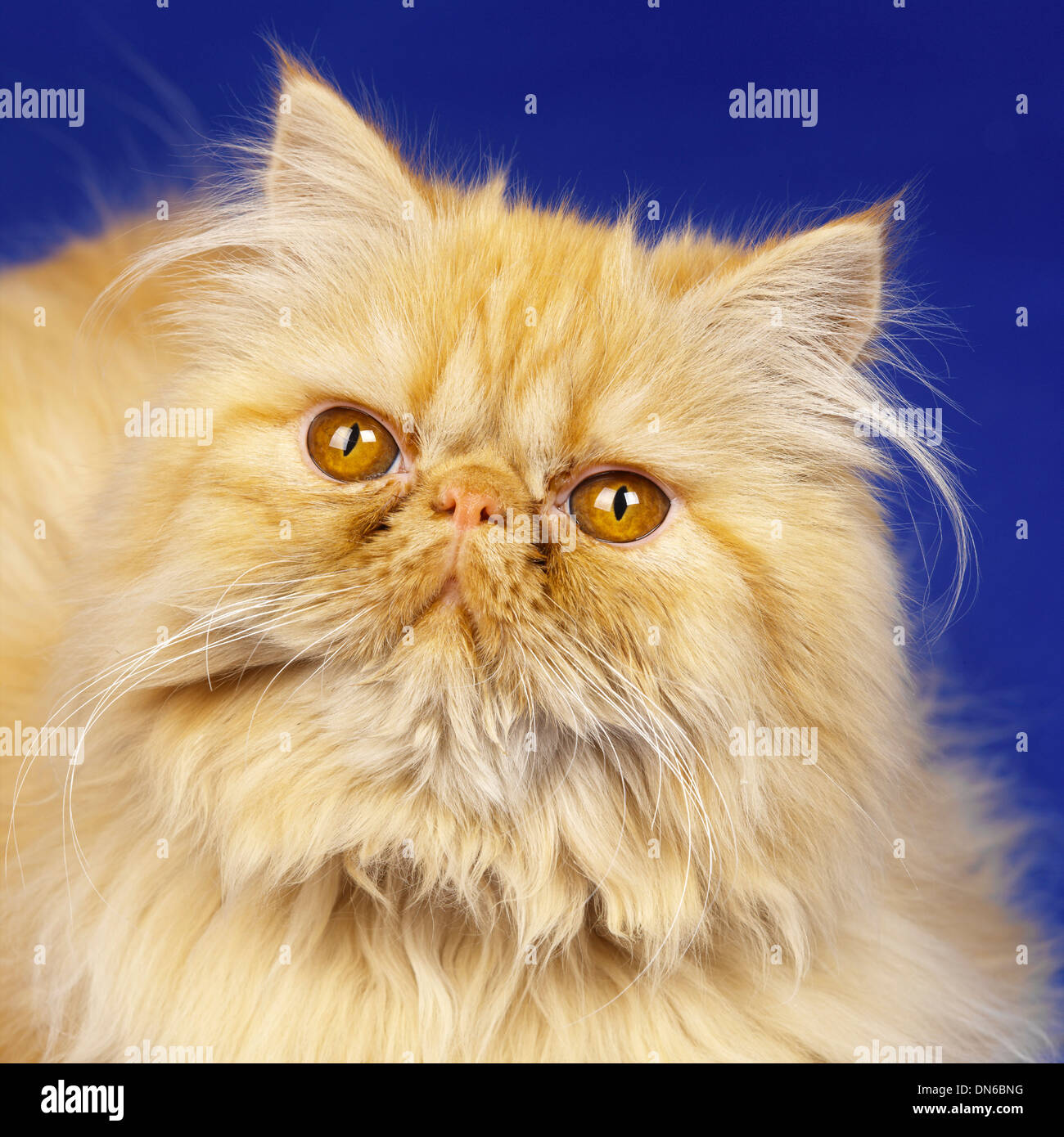 Red Persian Kitten Stock Photo - Alamy