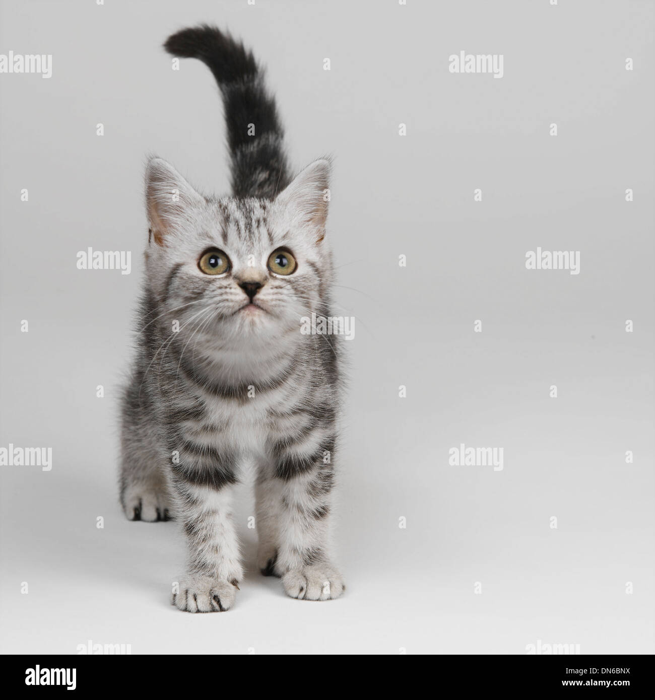 Silver Tabby Kitten Stock Photo - Alamy