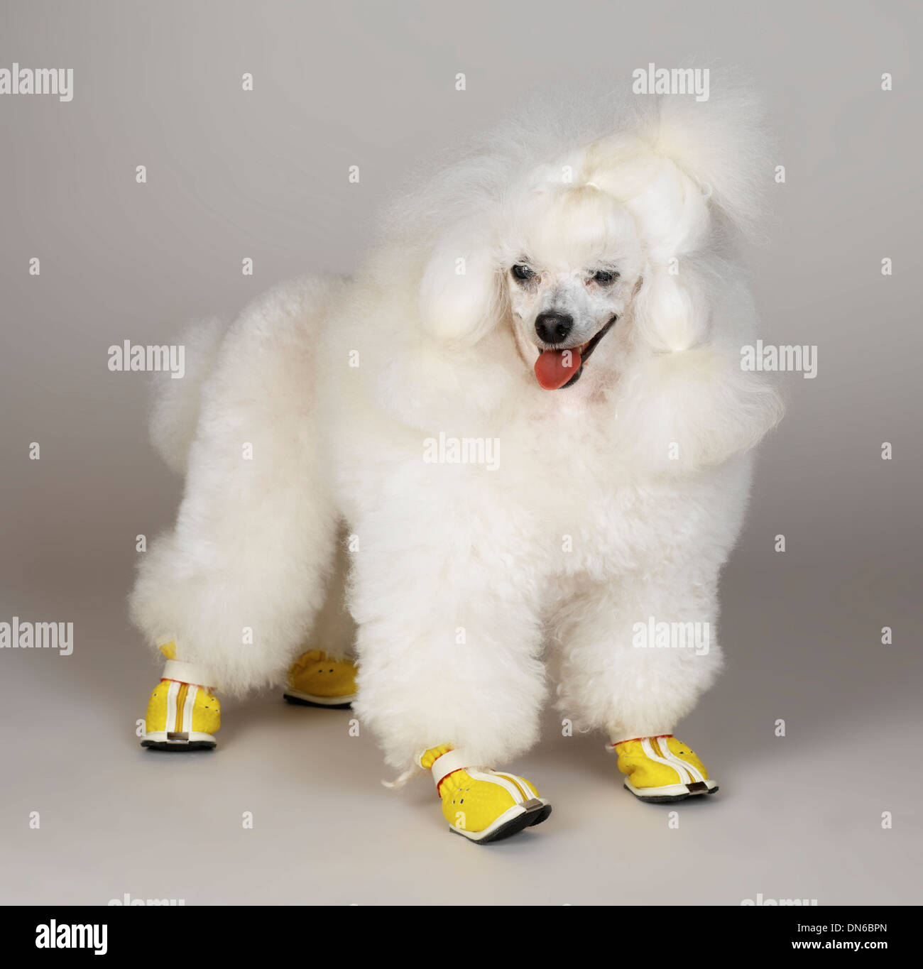 White toy poodle wearing boots Stock Photo Alamy