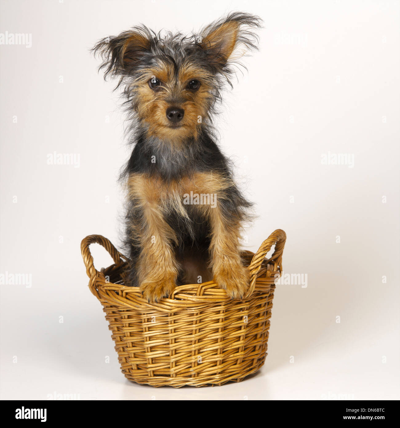 Yorkshire Terrier in Basket Stock Photo
