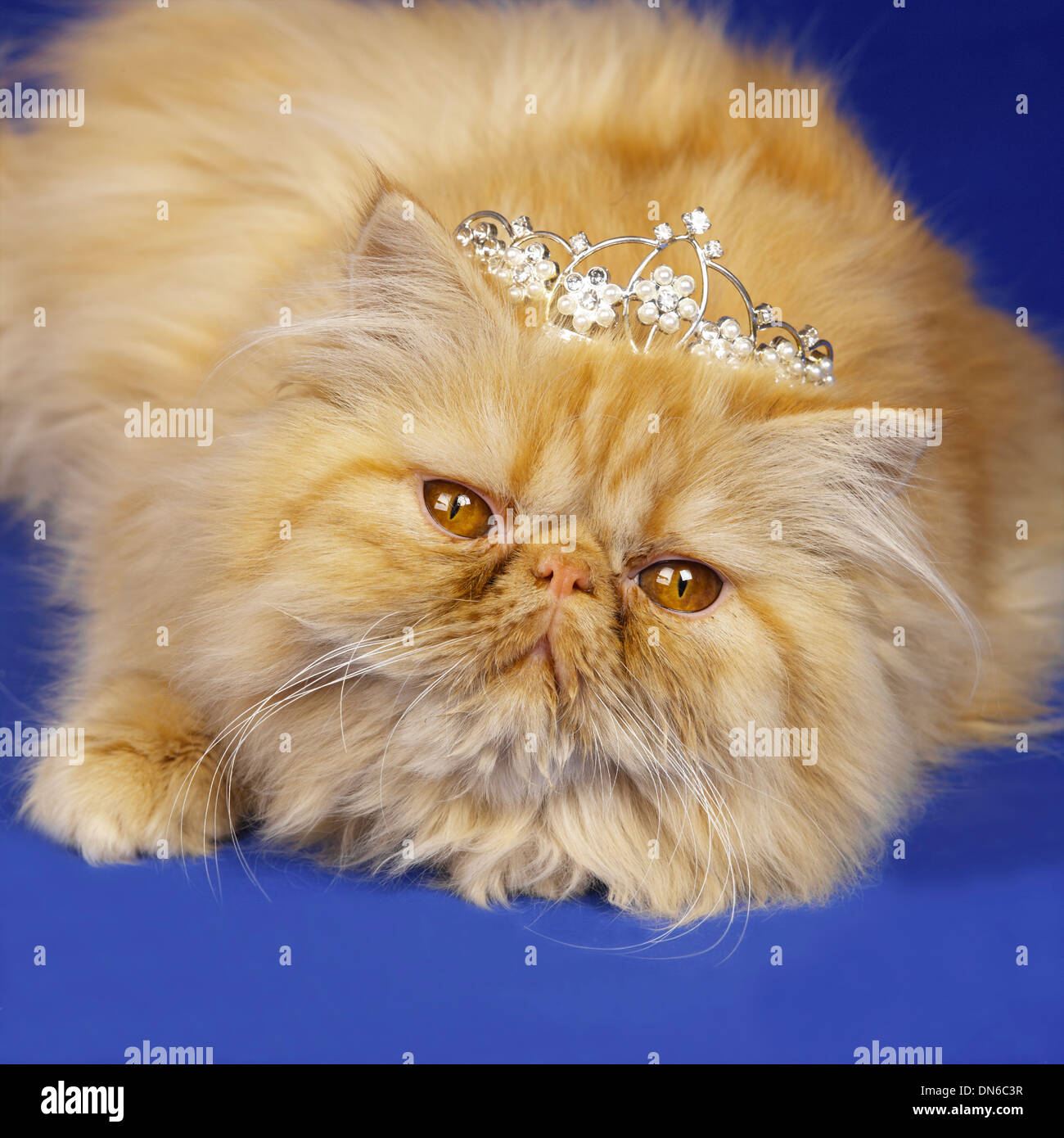 Red persian kitten Stock Photo Alamy