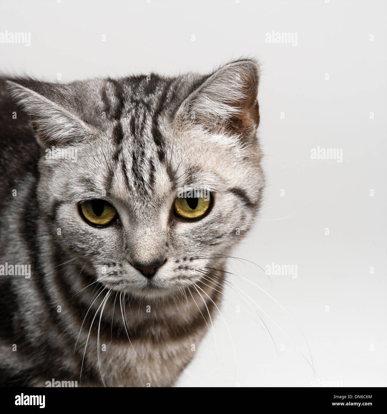 silver tabby cat silver tabby cat