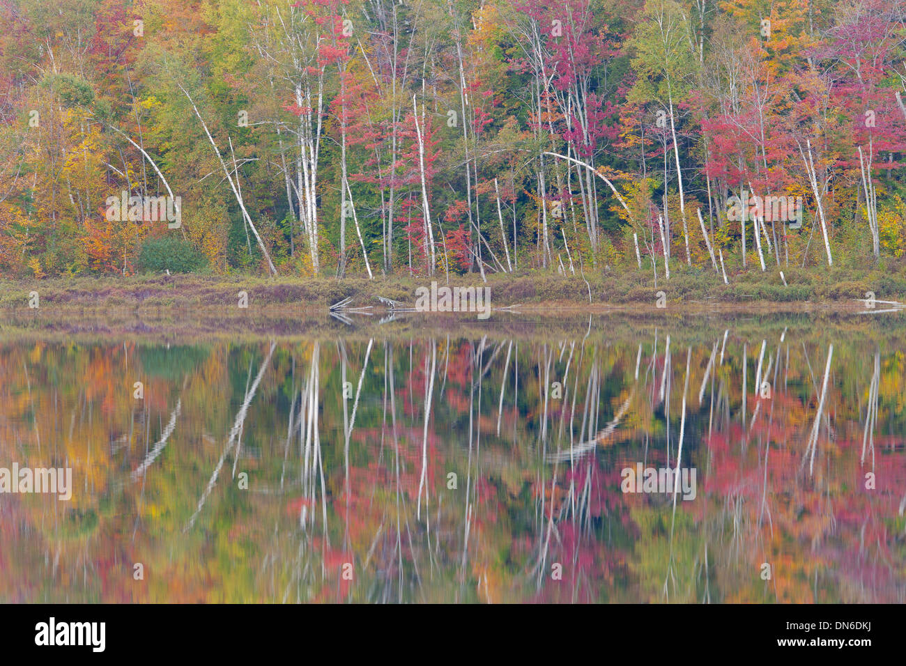 Round Pond Reflection, Adirondacks, New York Stock Photo
