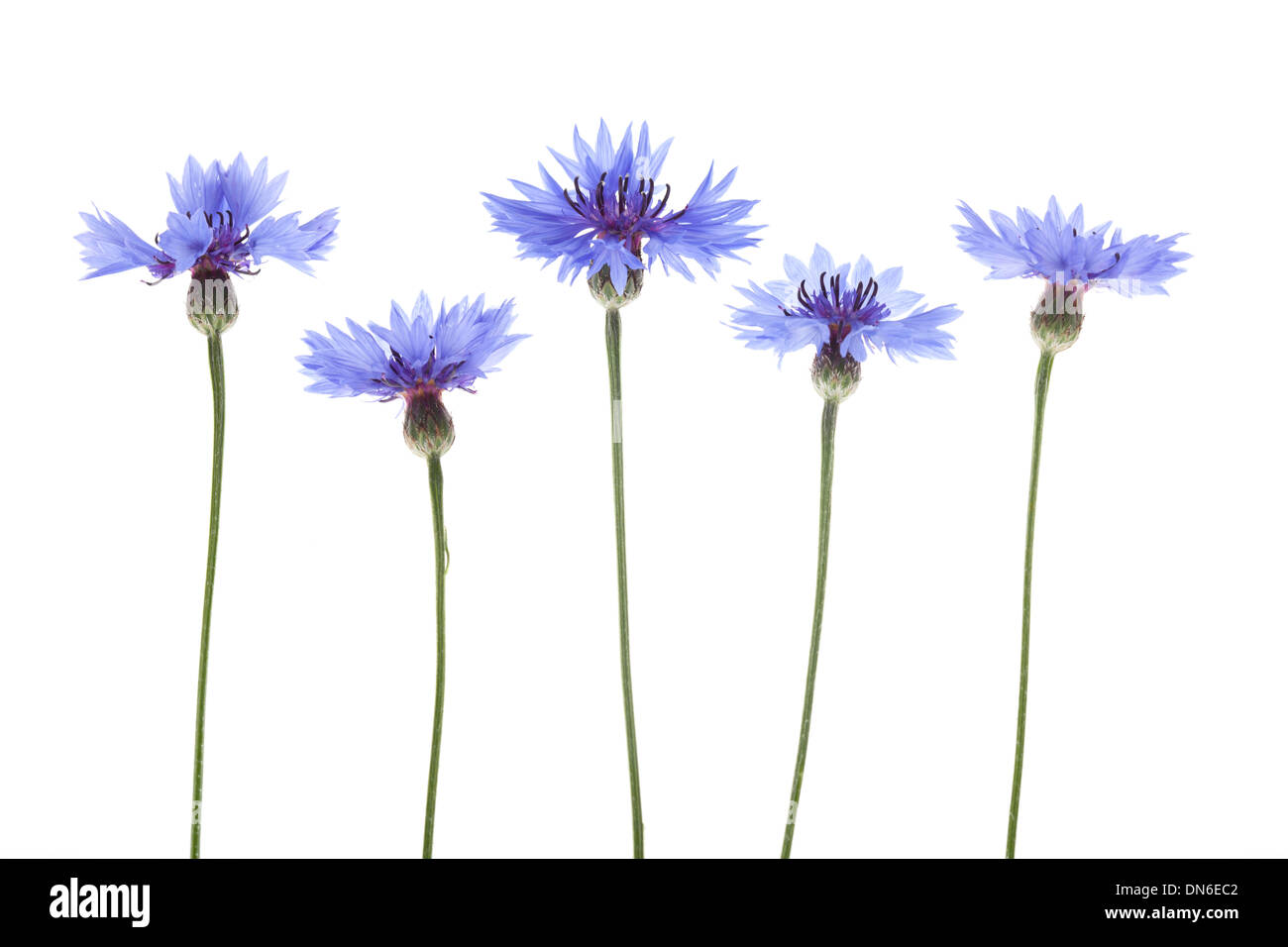 Blue Cornflower Flowers arranged in a row isolated on white background with shallow depth of field. Stock Photo