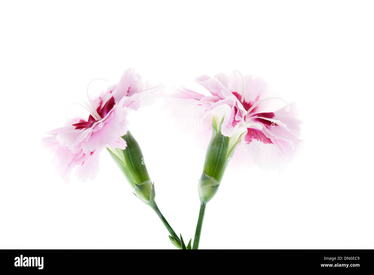 Pink carnation flowers isolated on white background with shallow depth ...