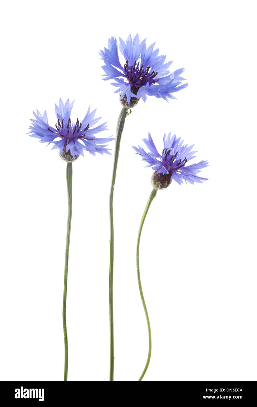 Blue Cornflower Flowers arranged in a row isolated on white background with shallow depth of field. Stock Photo