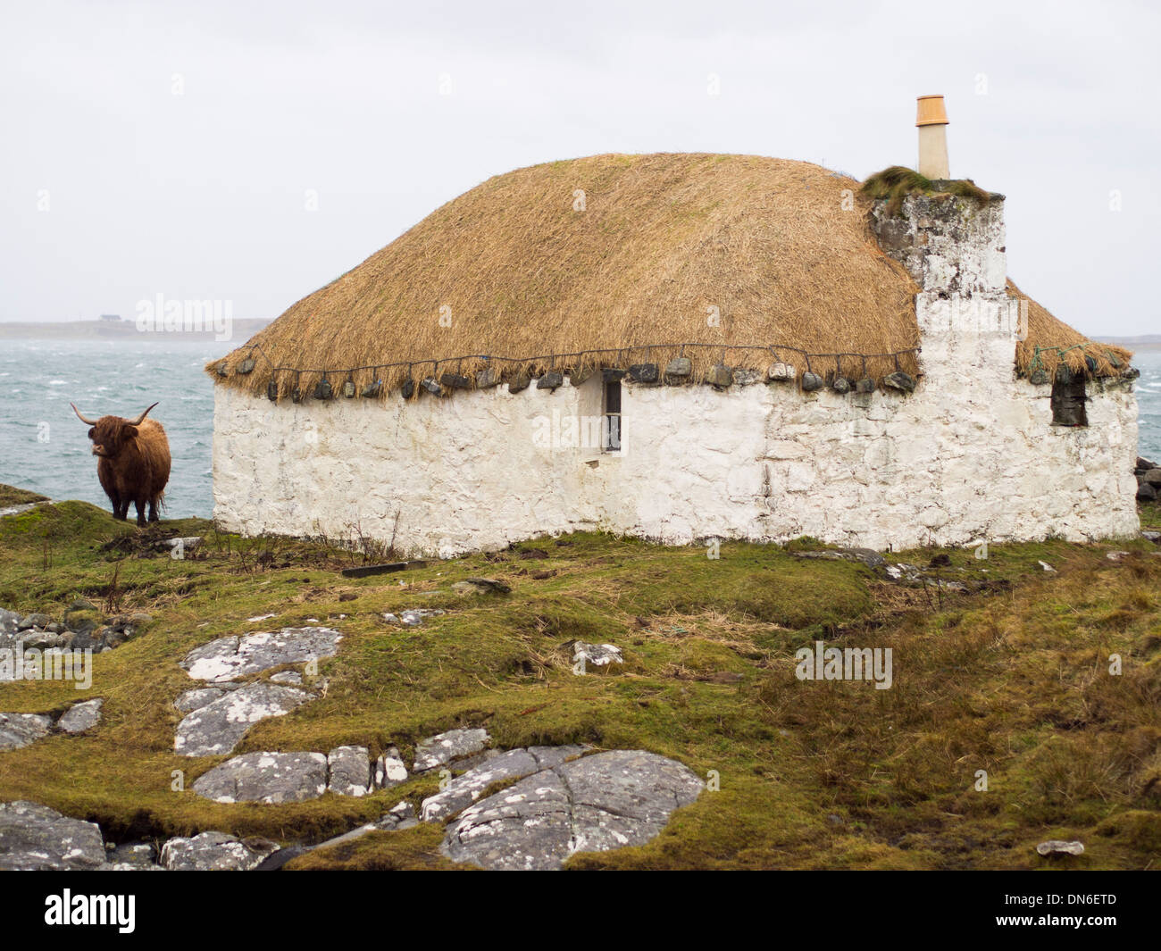 Croft House and Highland Cow, South Uist Stock Photo
