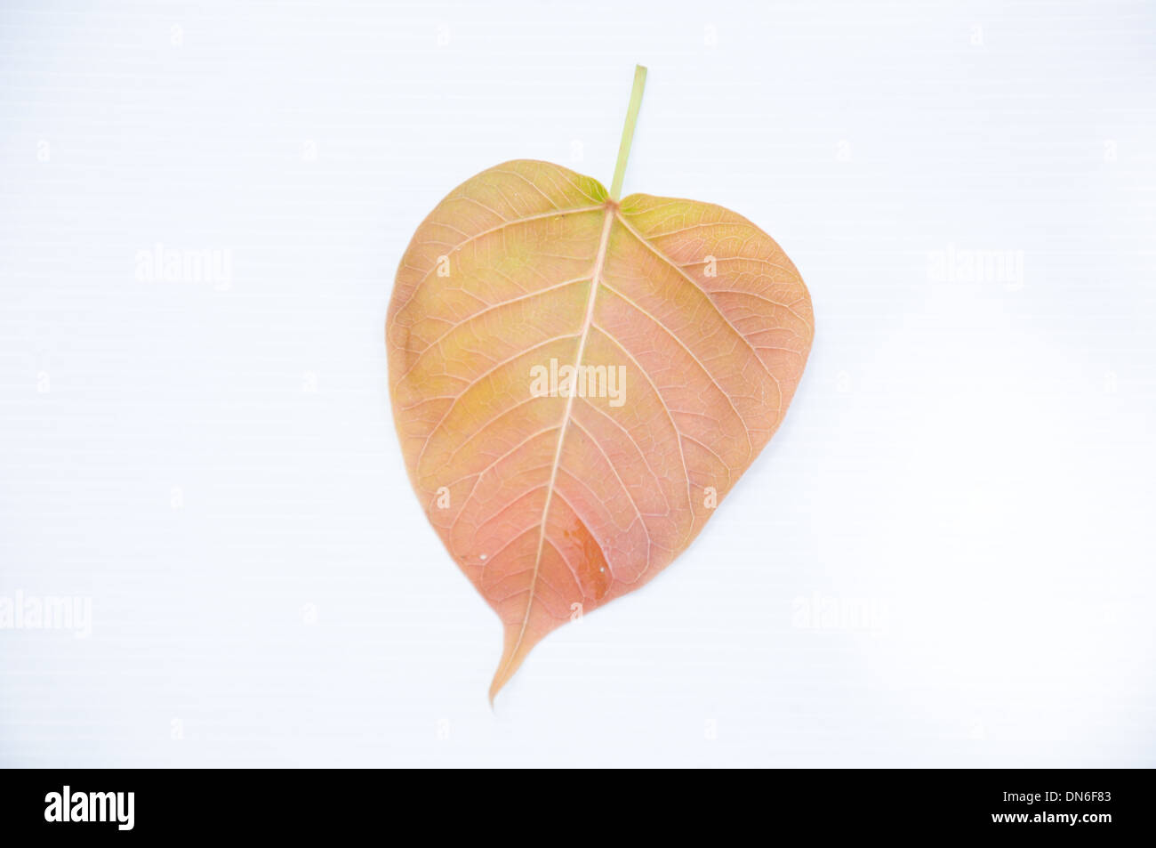 Bodh tree leaf on white background Stock Photo