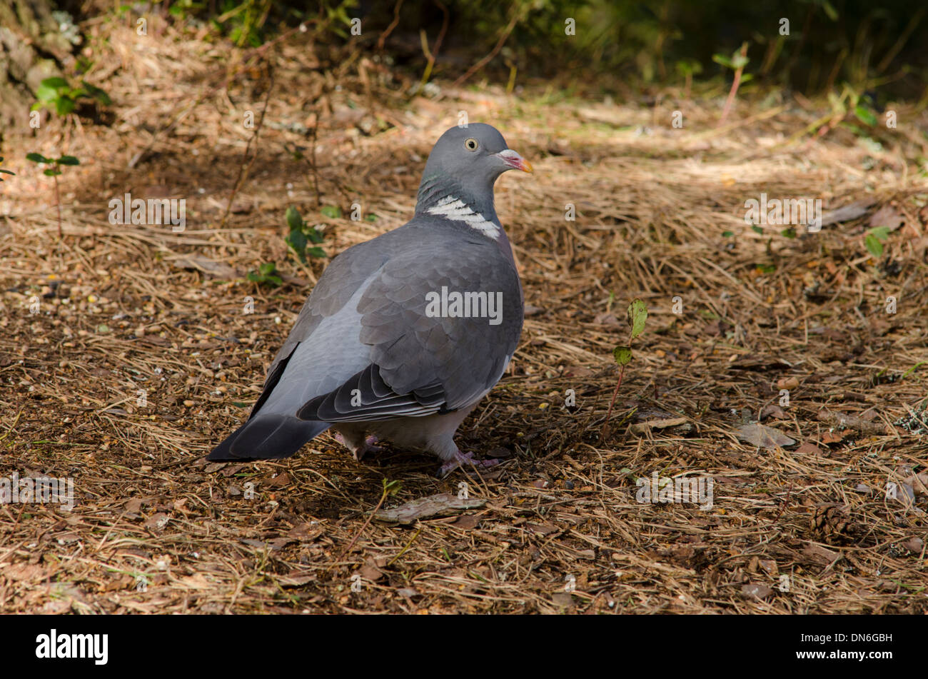 Adult bird feeding on pinewood floor. Stock Photo