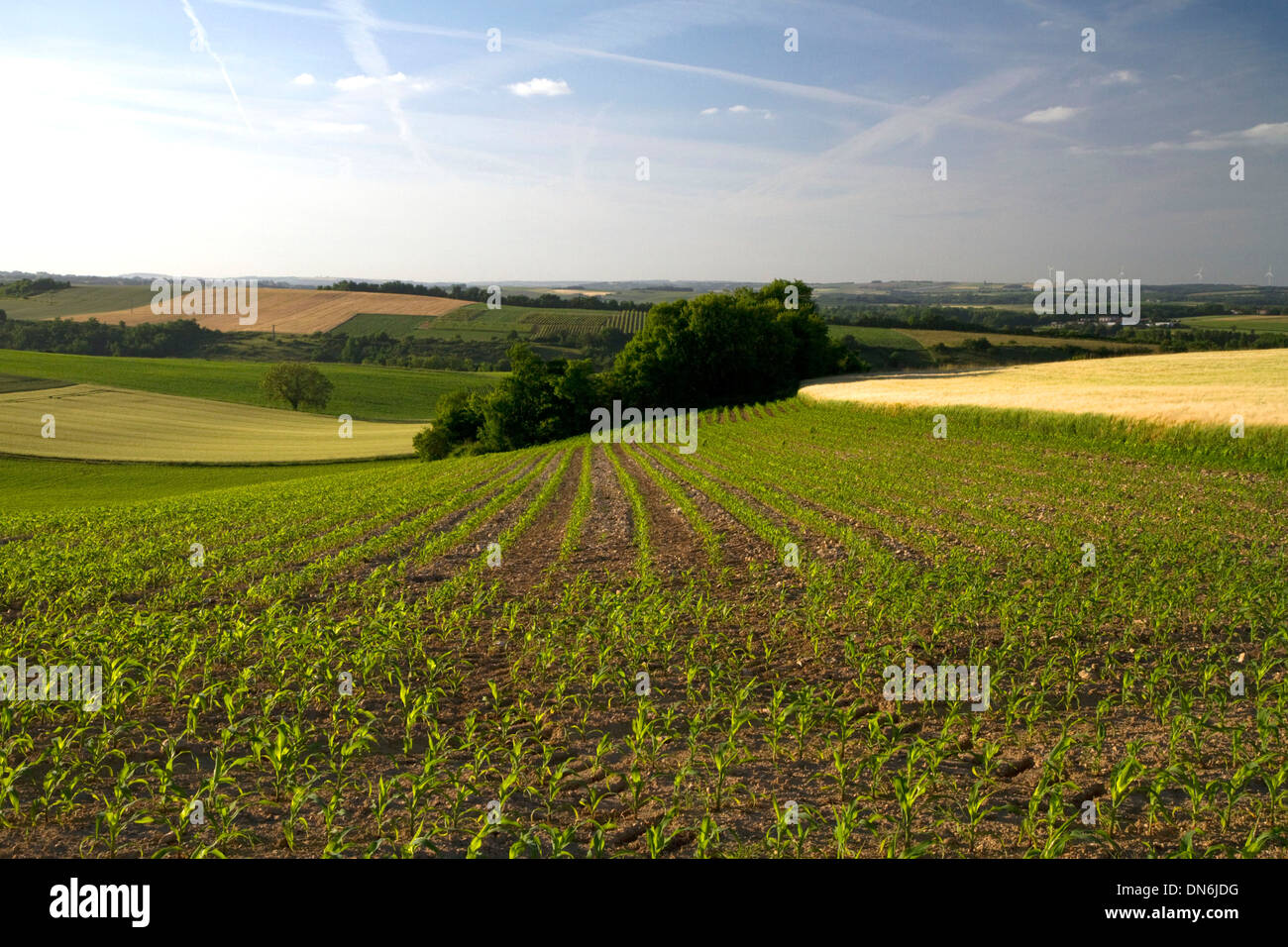 Young corn crop grows west of Angouleme in southwestern France. Stock Photo