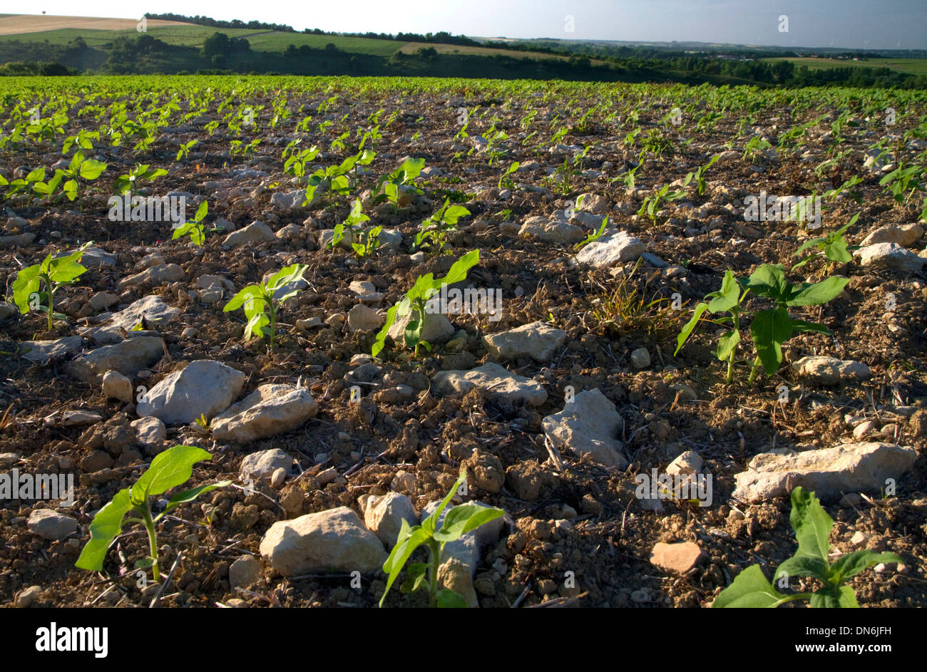 Limestone soil hires stock photography and images Alamy