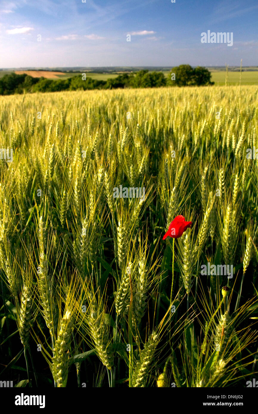 Wheat field with red poppy flower west of Angouleme in southwestern France. Stock Photo