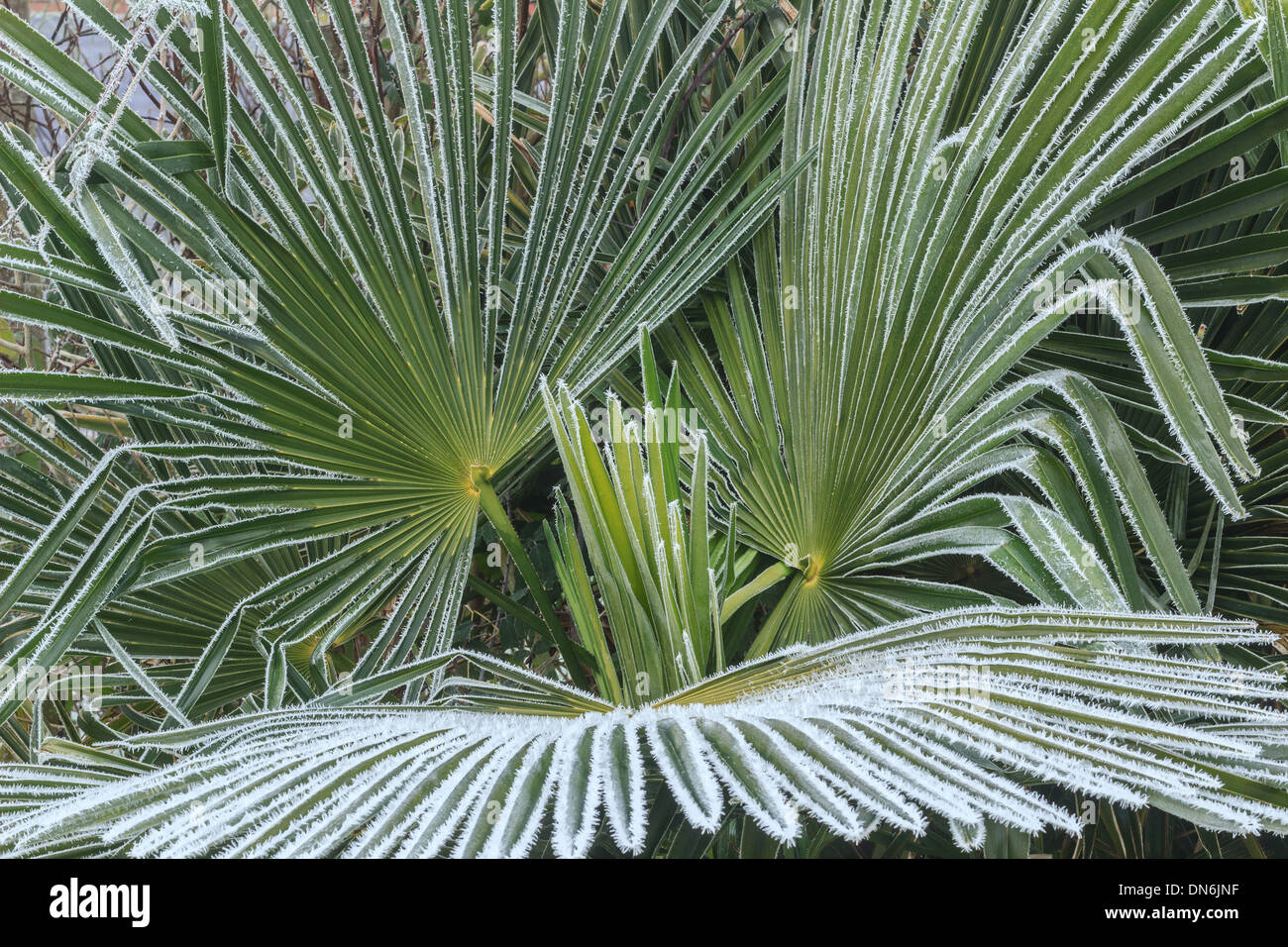 Frost on Chusan palm, Trachycarpus fortunei // givre sur palmier de Chine, Trachycarpus fortunei Stock Photo