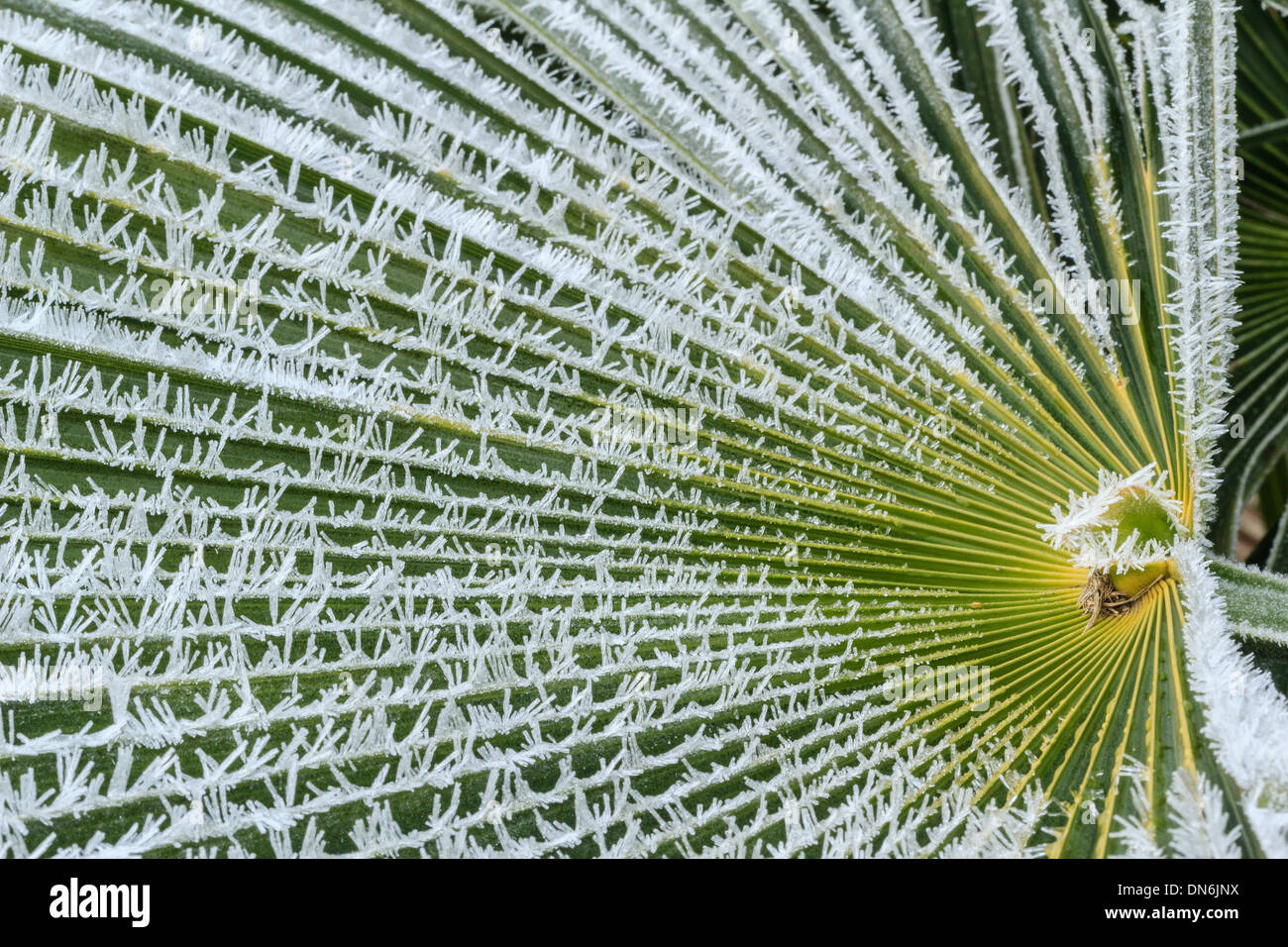 Frost on leaf of Chusan palm, Trachycarpus fortunei // givre sur une feuille de palmier de Chine, Trachycarpus fortunei Stock Photo