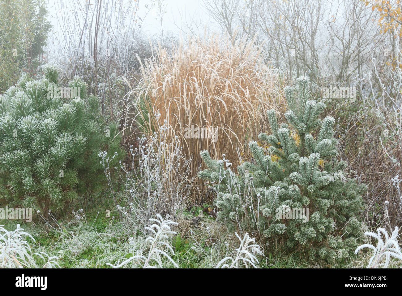 Frost on young Scots pine , Pinus sylvestris (right), stone pine (Pinus pinea) (left) and Miscanthus Stock Photo