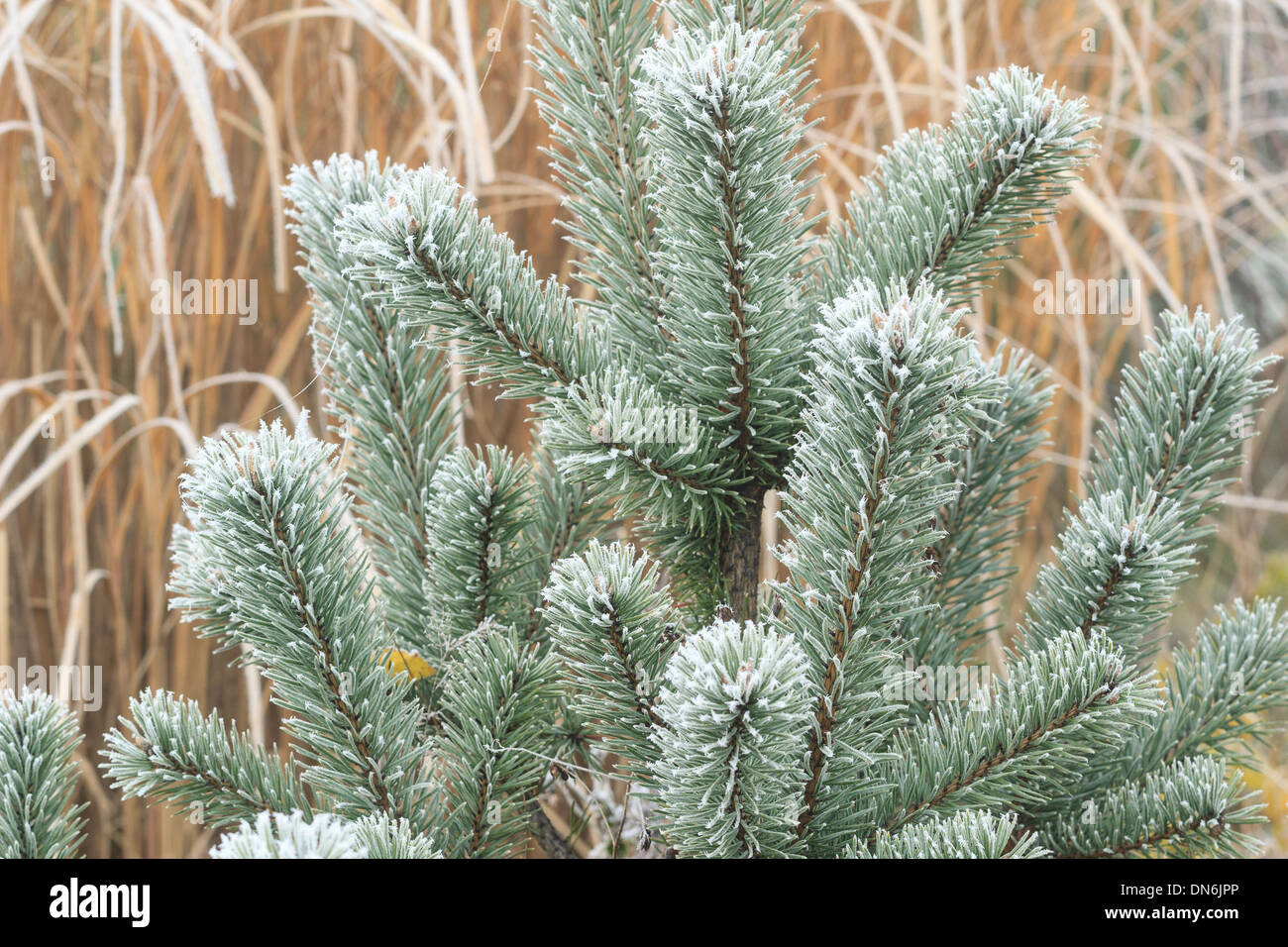 Frost on Scots pine , Pinus sylvestris // givre sur pin sylvestre, Pinus sylvestris Stock Photo