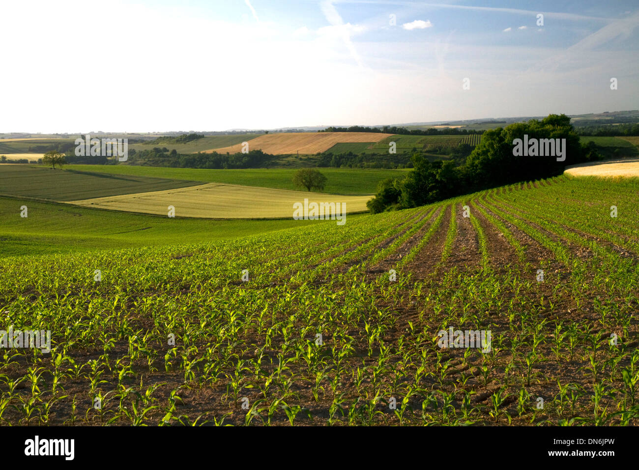Young corn crop hi-res stock photography and images - Alamy