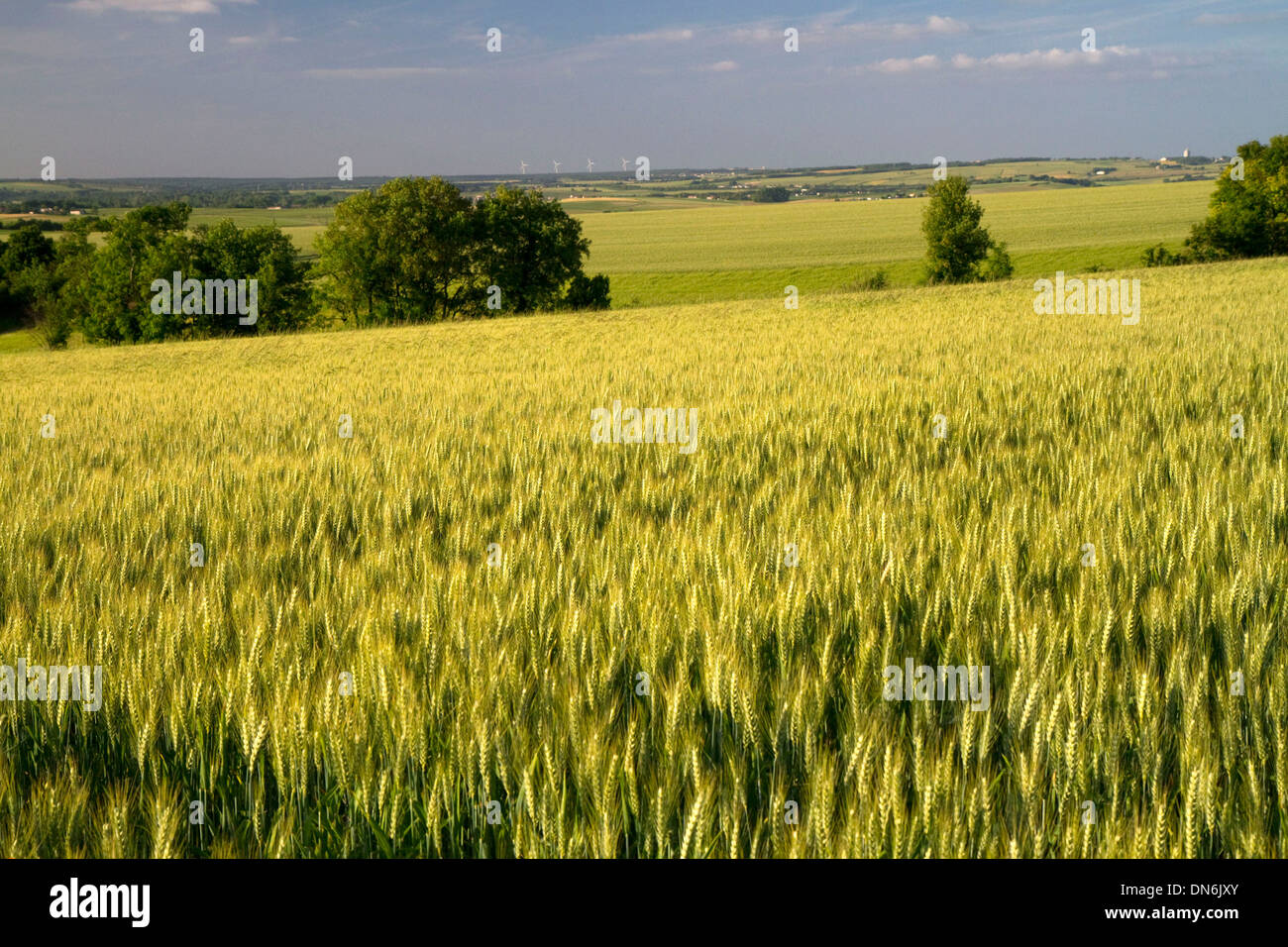 Wheat field west of Angouleme in southwestern France. Stock Photo