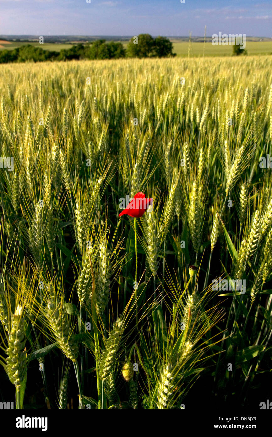 Wheat field with red poppy flower west of Angouleme in southwestern France. Stock Photo