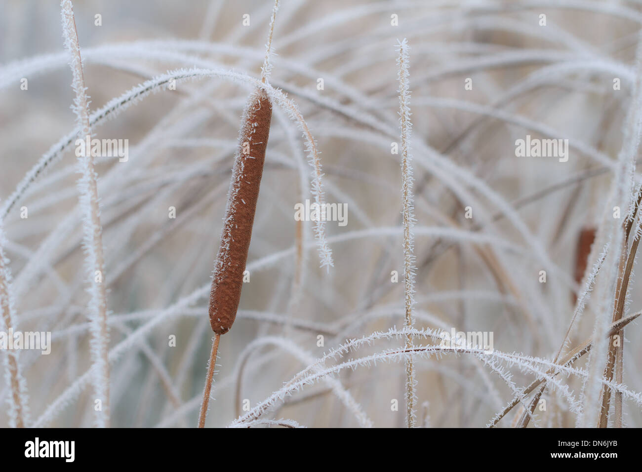 Frost on bulrush, Typha sp. // givre sur massette, Typha sp. Stock Photo