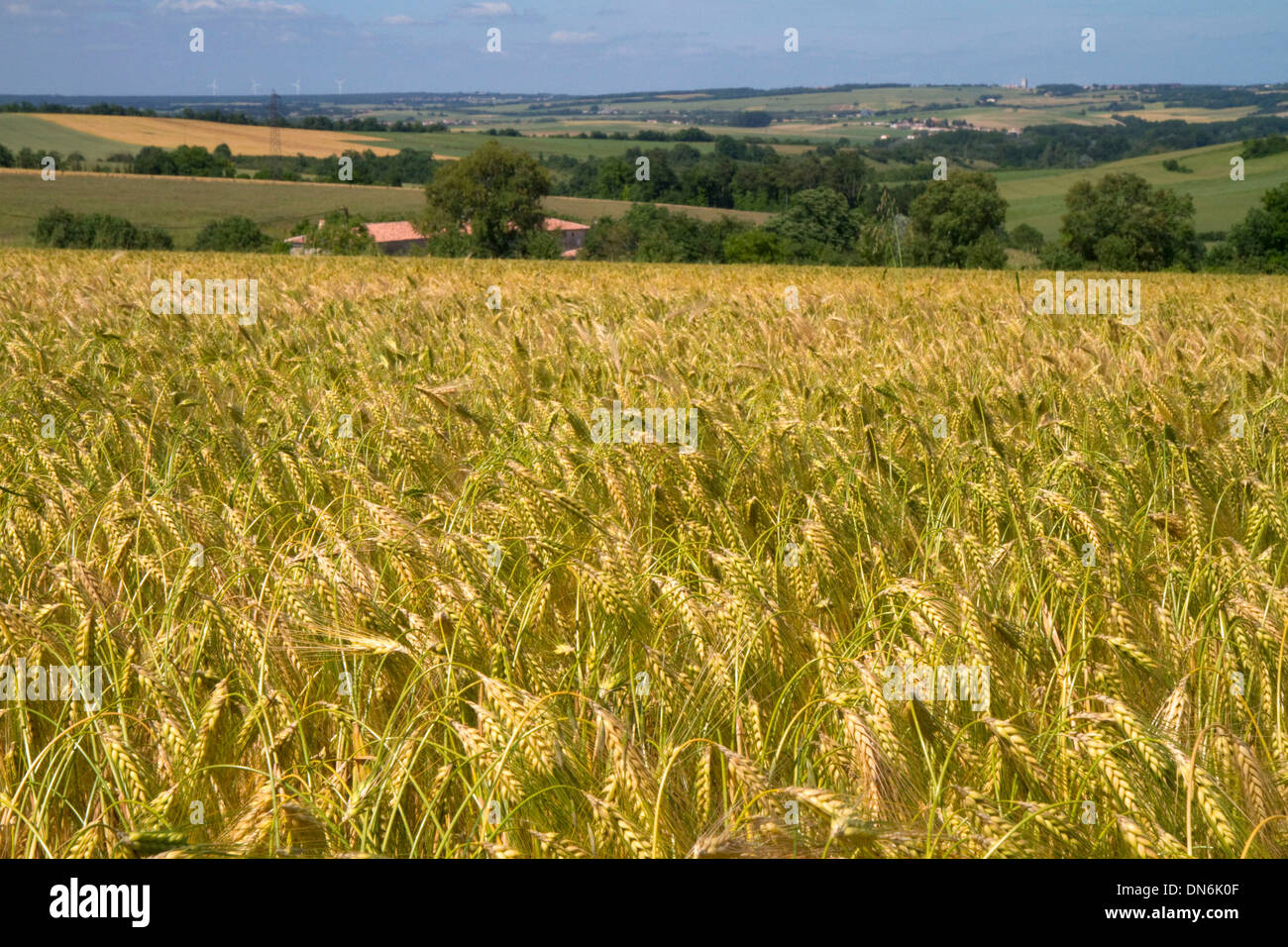 Grain field west of Angouleme in southwestern France. Stock Photo
