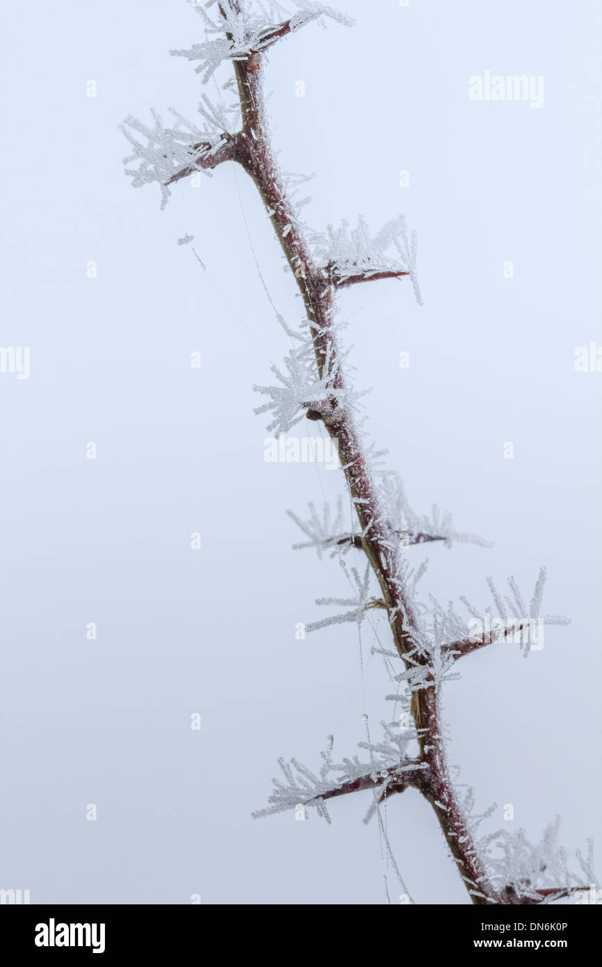 Frost on stem of hawthorn, Crataegus monogyna // givre sur rameau d'aubépine, Crataegus monogyna Stock Photo