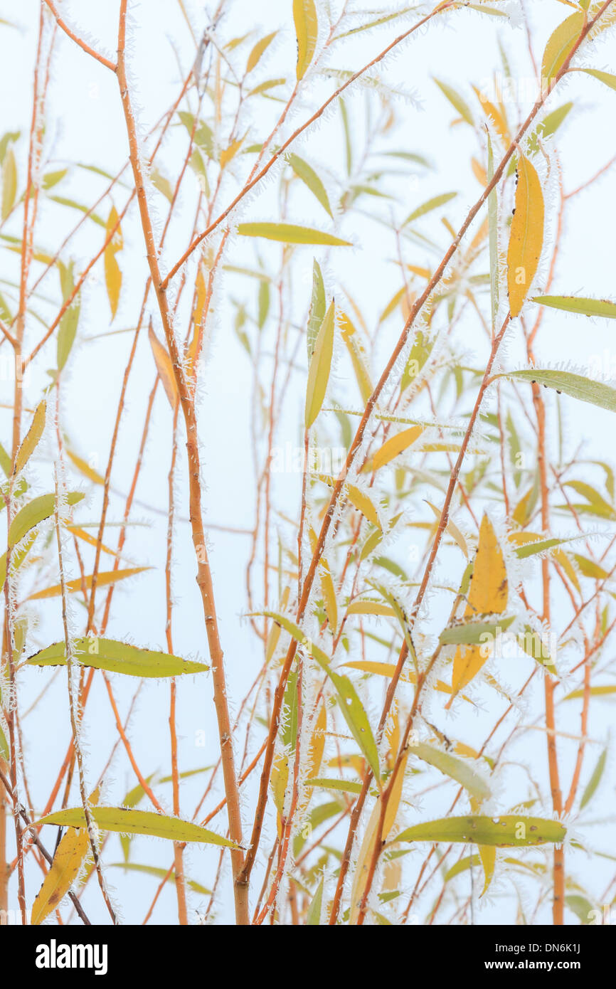 Frost on leaves of white willow // givre sur feuilles saule blanc, Salix alba Stock Photo