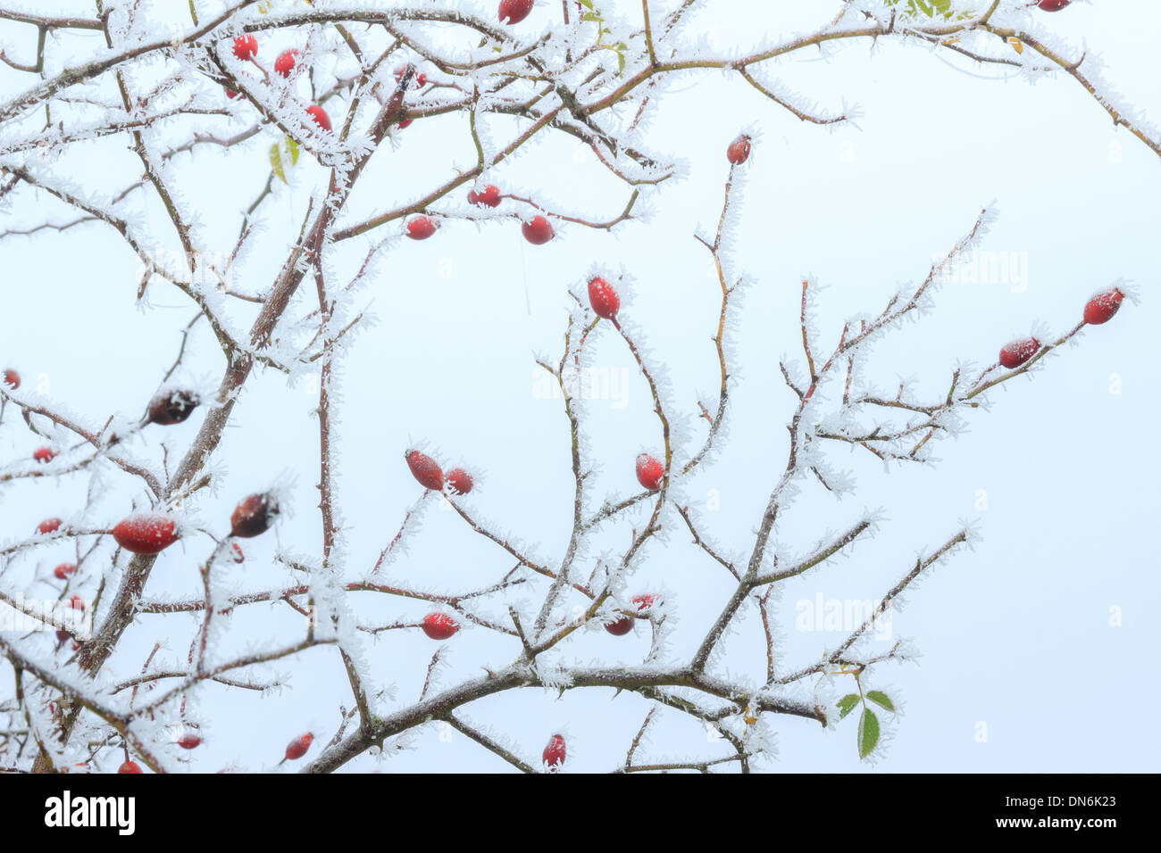 Frost on dog rose, Rosa canina // givre sur Cynorrhodons d'églantier, Rosa canina en hiver Stock Photo