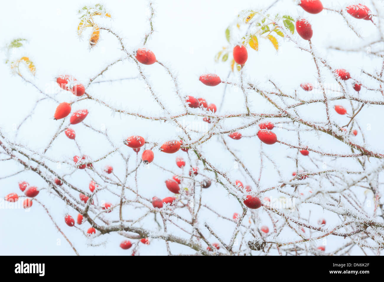 Frost on dog rose, Rosa canina // givre sur Cynorrhodons d'églantier, Rosa canina en hiver Stock Photo