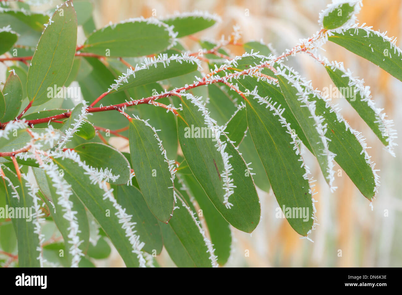 Frost on leaves of Eucalyptus niphophila (= Eucalyptus pauciflora ssp. niphophila) // givre sur feuilles d'Eucalyptus niphophila Stock Photo