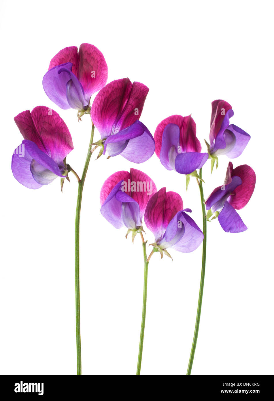 Sweet Pea flowers arranged in a row isolated on white background with shallow depth of field Stock Photo