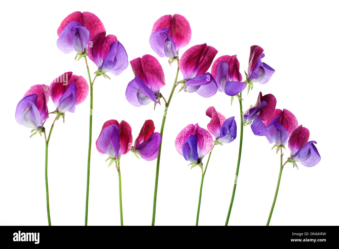 Sweet Pea 'Cupani' flowers arranged in a row isolated on white background with shallow depth of field Stock Photo
