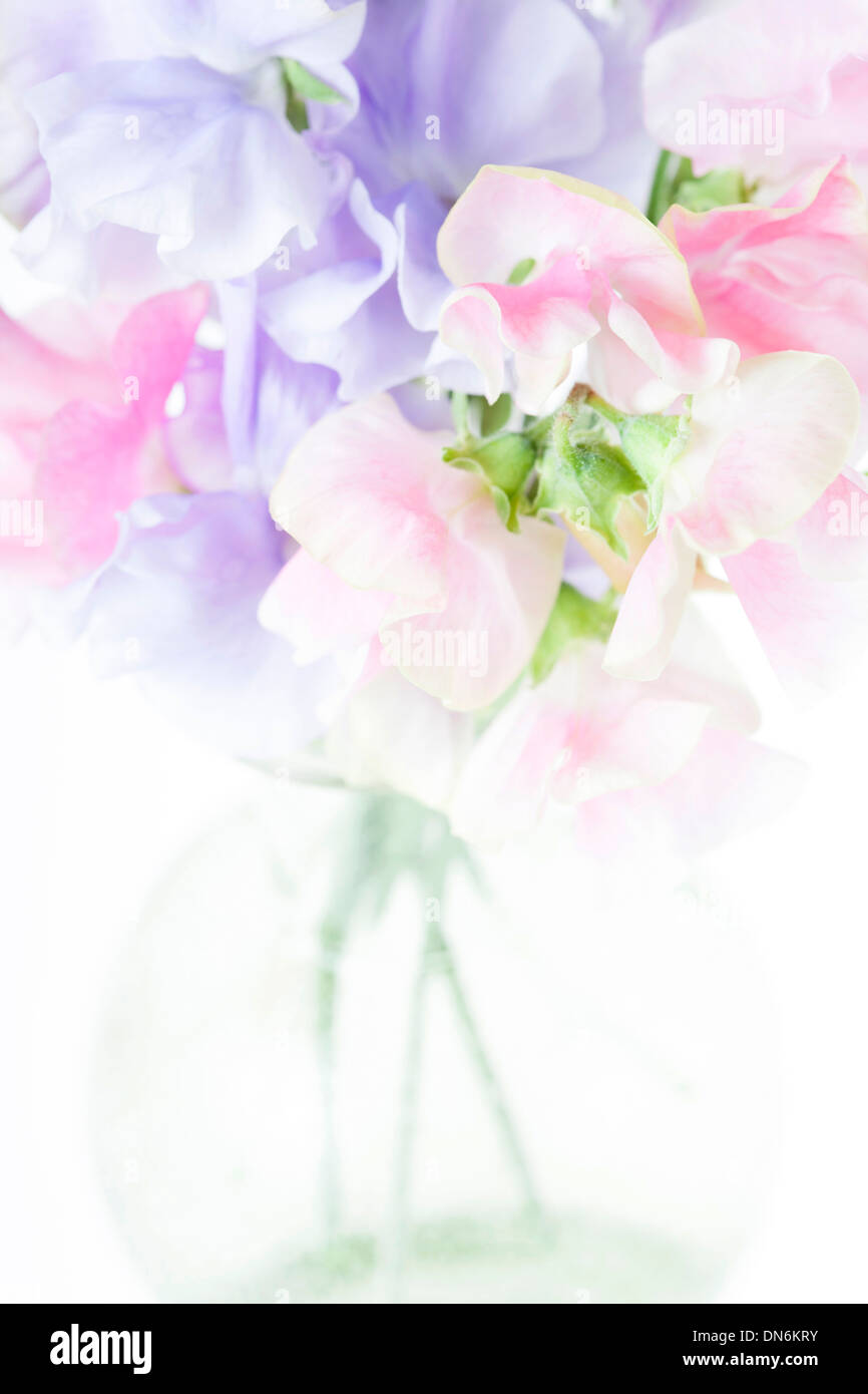 Sweet Pea Flowers Arranged In Glass Vase Isolated On White Stock Photo Alamy