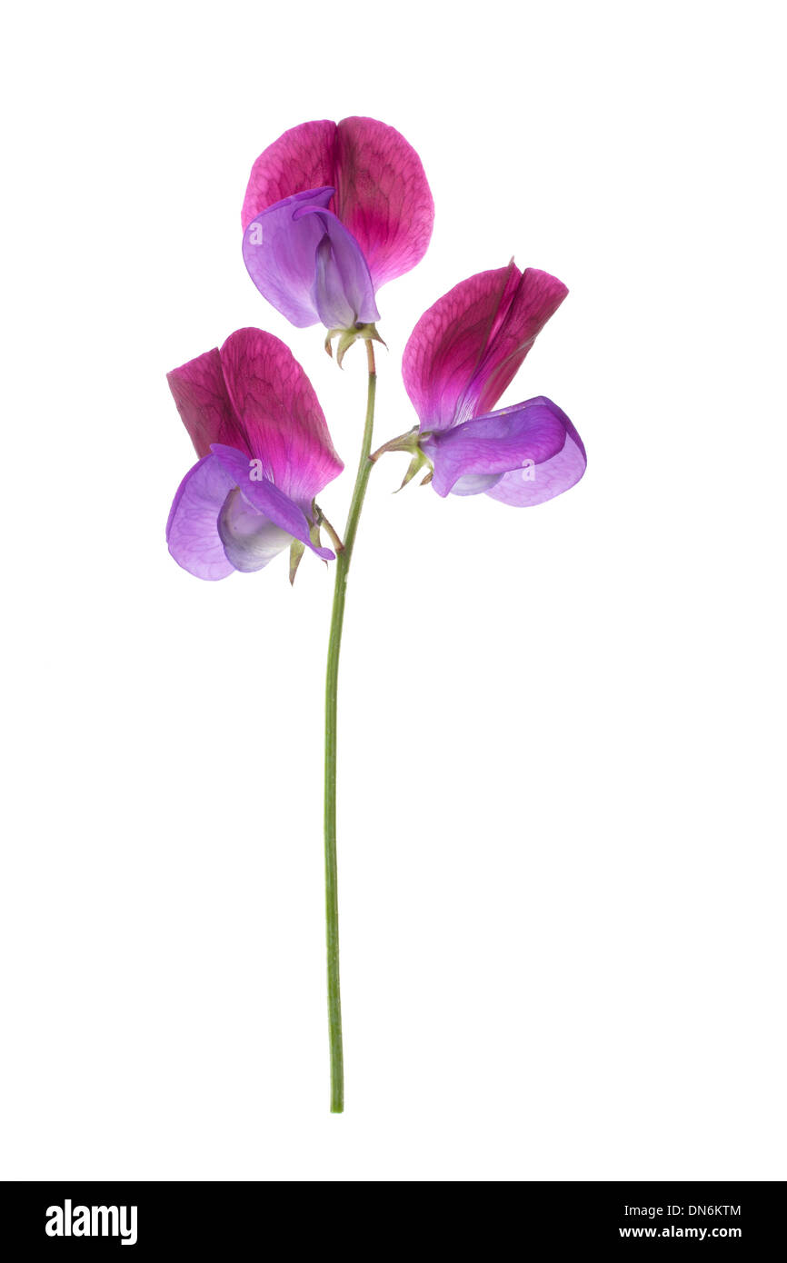 Sweet Pea 'Cupani' flower isolated on white background with shallow depth of field. Stock Photo