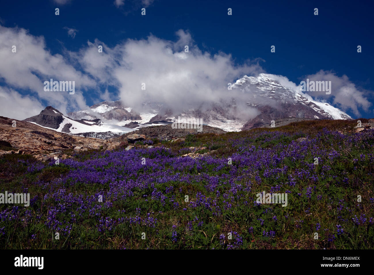 Mount Rainier and the Tahoma Glacier from a lupine covered meadow on a shoulder of Pyramid Peak in Mount Rainier National Park. Stock Photo