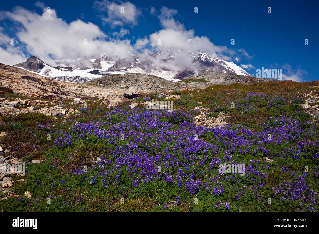 Mount Tahoma High Resolution Stock Photography and Images Alamy