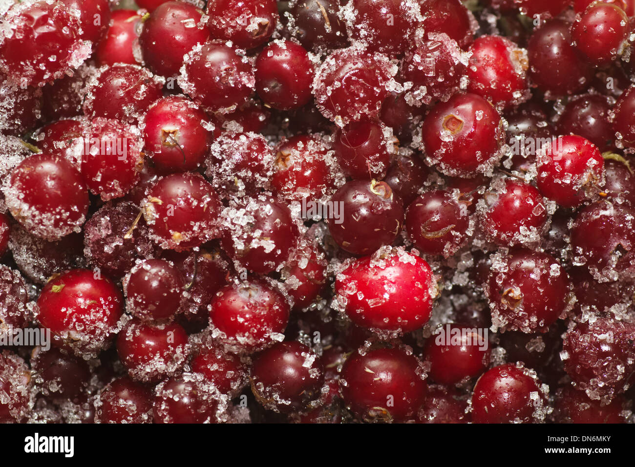 frozen cowberry sprinkled with sugar removed close up Stock Photo