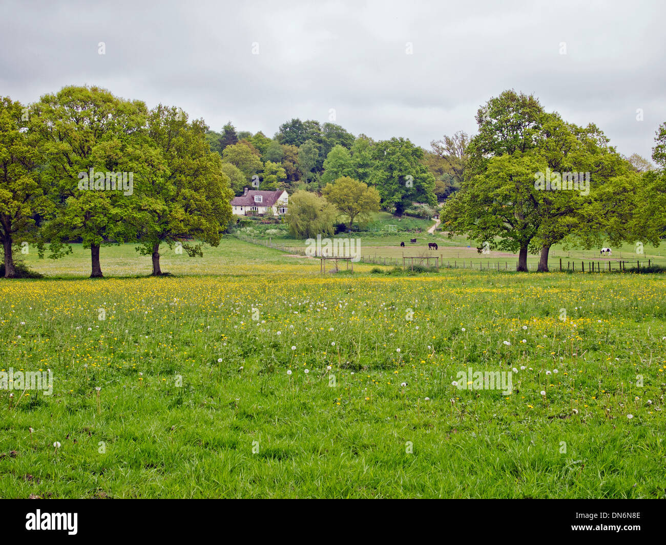 Flowering Plants in Meadow New Forest Hampshire UK Stock Photo Alamy