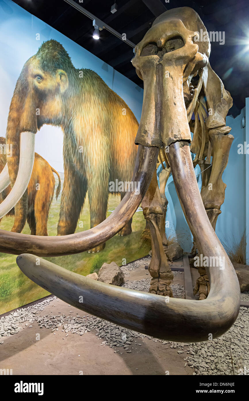 Museum display of mammoth skeleton, Discovery Centre, Craven Arms, Shropshire, UK Stock Photo