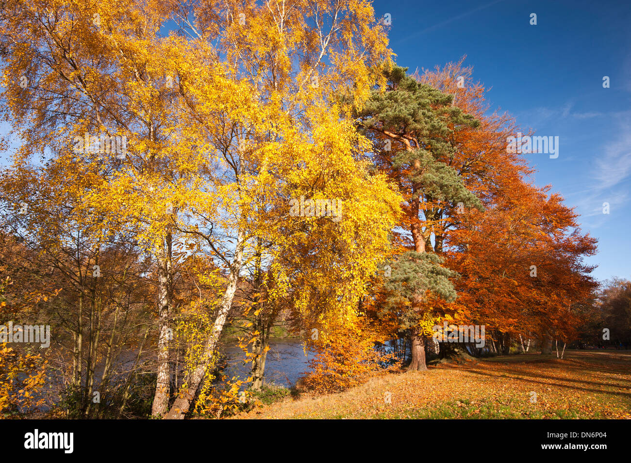 Virginia Water Park in Autumn Virginia Water Surrey England UK Stock Photo Alamy