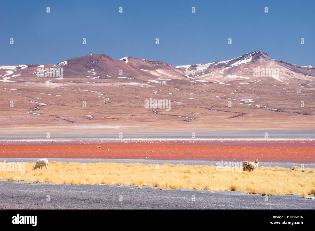 Llamas at Laguna Colorada (red lagoon), Reserva de Fauna Andina Eduardo Avarda, Bolivia, South America Stock Photo