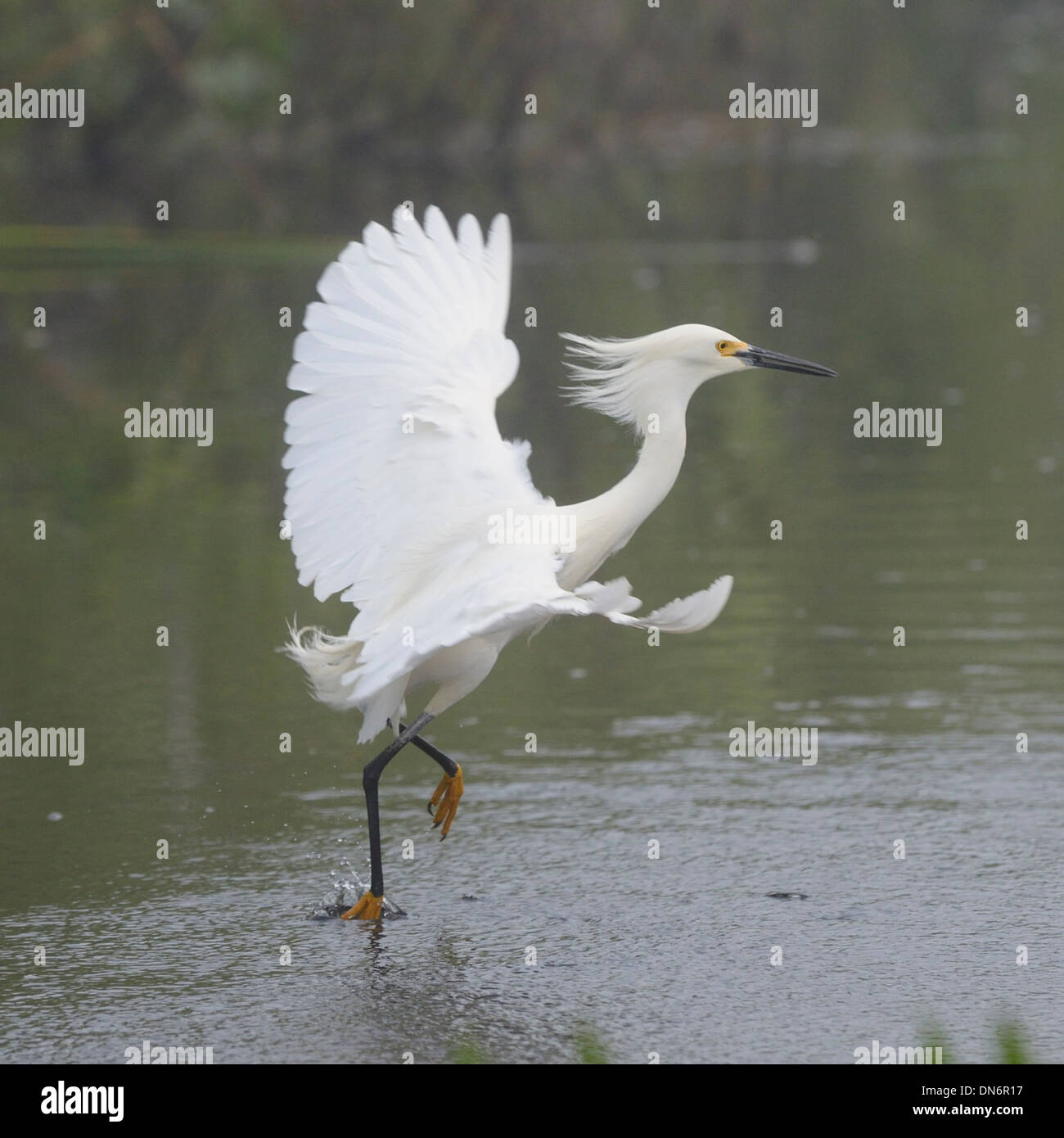 Snowy Egret flying and fishing in the Everglades Stock Photo