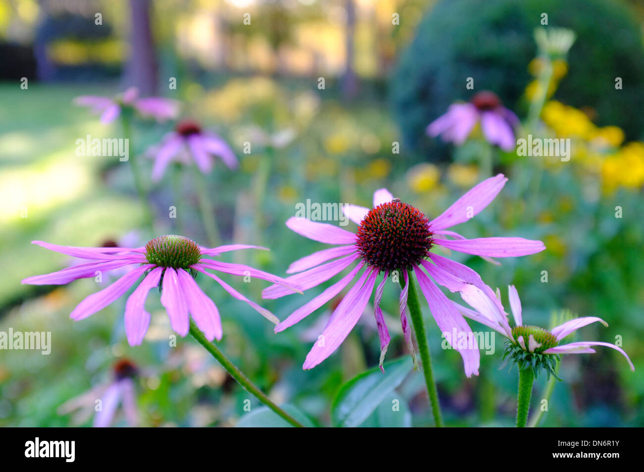 pretty pink daisy flowers on a sunny morning in Luton Stock Photo