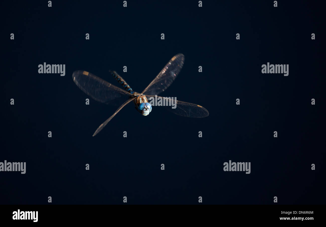 Dragonfly with dark background Stock Photo