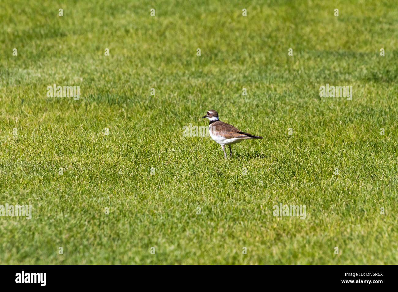 bird Killdeer and green grass Stock Photo