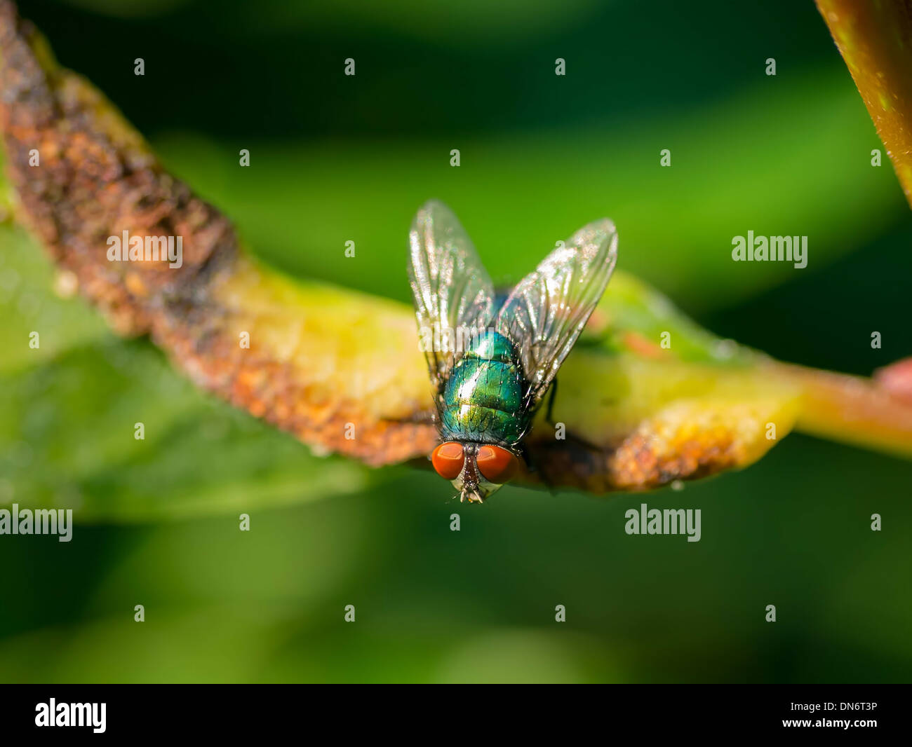 Green bottle fly on a decaying leaf Stock Photo