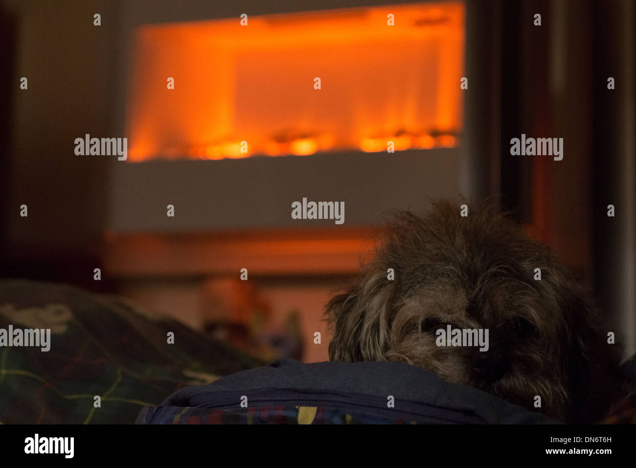 dog pet long border terrier fire bed sleeping Stock Photo Alamy
