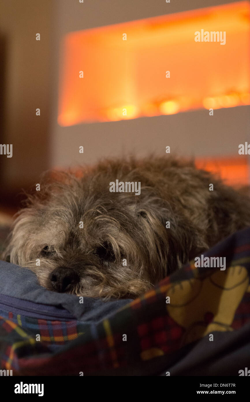dog pet long border terrier fire bed sleeping Stock Photo Alamy