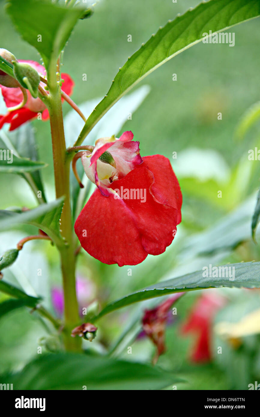 Focus Picture Red Garden Balsam Or Rose Balsam In The Garden Stock Photo Alamy